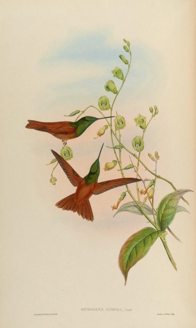 Diphogena aurora = Coeligena iris aurora by John Gould